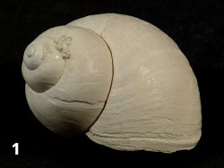 Viviparus georgianus Pleistocene US 2,2+cm
