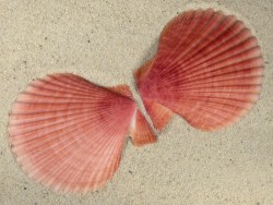 Mimachlamys sanguinea PH 7,8cm *Unikat*