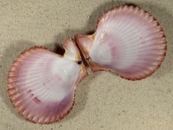Mimachlamys sanguinea PH 7,5cm *Unikat*