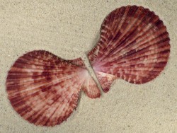 Mimachlamys sanguinea PH 7,5cm *unique*