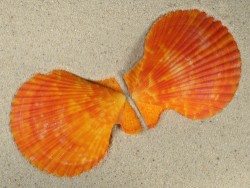 Mimachlamys sanguinea PH 7,7cm *unique*