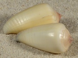 Conus parius PH 4+cm