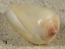 Conus parius PH 4+cm