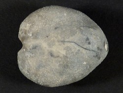 Micraster schroederi Cretaceous DE 4cm *unique*