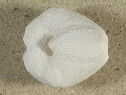 Echinocardium cordatum FR-Mittelmeer 4cm *Unikat*