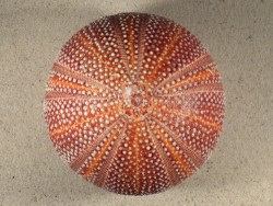 Groer  Nordsee-Seeigel Echinus esculentus UK 11,1cm *Unikat*