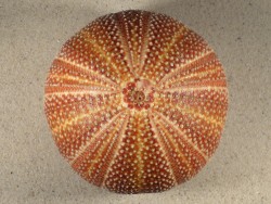 Echinus esculentus UK 11,8cm *Unikat*