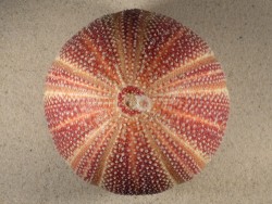 Groer  Nordsee-Seeigel Echinus esculentus UK 13,1cm *Unikat*
