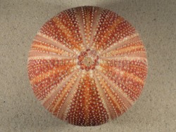 Echinus esculentus UK 11,7cm *Unikat*