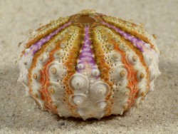 Coelopleurus maculatus PH 3,6cm *unique*