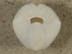 Echinocardium mediterraneum FR-Mittelmeer 4,1cm *Unikat*