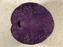 Plesiozonus diomedeae m/Stacheln PH 9,8cm *Unikat*