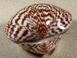 Glycymeris sp. polished 6+cm