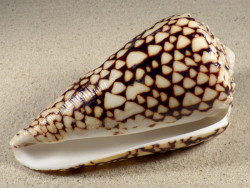 Conus bandanus VN 12,6cm *Unikat*