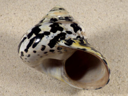 4,0-4,2 - Cittarium pica poliert