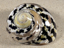 4,0-4,2 - Cittarium pica poliert