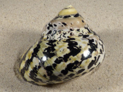 4,0-4,2 - Cittarium pica poliert