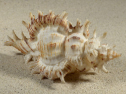 Chicoreus cnissodus PH 9,2cm Unikat