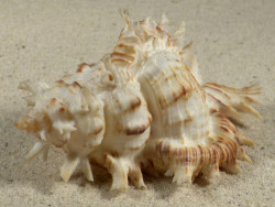 Chicoreus cnissodus PH 9,2cm 