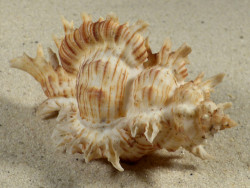 Chicoreus cnissodus PH 8,5cm Unikat