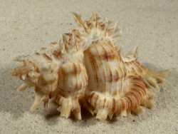 Chicoreus cnissodus PH 8,5cm Unikat