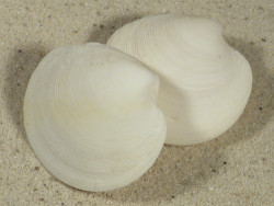 Dosinia japonica PH 4,5+cm