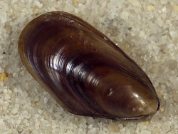 Mytilus trossulus LT 1,4+cm