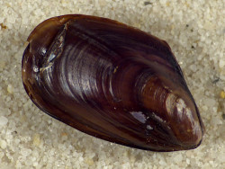 Mytilus trossulus LT 1,4+cm