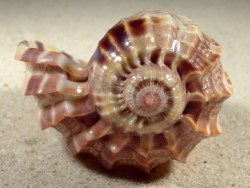 Harpa cabriti MG 8,8cm *Unikat*