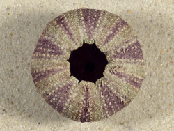 Tripneustes gratilla *coloured* PH 4,7cm *unique*