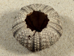 Diadema savignyi PH 5cm *unique*