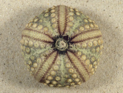 Echinothrix calamaris PH 6,7cm *Unikat*