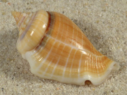 Gibberulus gibberulus albus EG 3,8cm *Unikat*