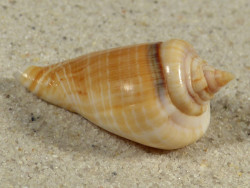 Gibberulus gibberulus albus EG 3,8cm *Unikat*