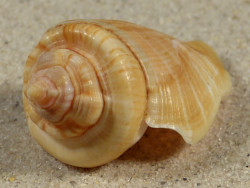 Gibberulus gibberulus albus EG 4,9cm *Unikat*