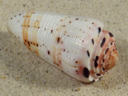 Conus aurisiacus m/Op PH 5,5cm *Unikat*