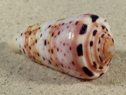 Conus aurisiacus m/Op PH 5,5cm *Unikat*