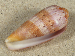 Conus circumcisus PH 6,1cm *unique*