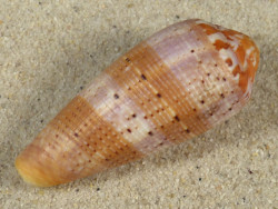 Conus circumcisus PH 6,1cm *unique*