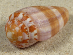 Conus circumcisus PH 6,1cm *Unikat*