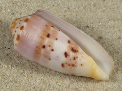 Conus circumcisus PH 5cm *Unikat*