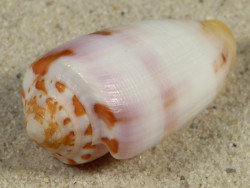 Conus circumcisus PH 5cm *unique*