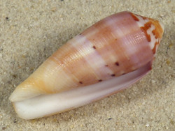 Conus circumcisus PH 5,2cm *unique*