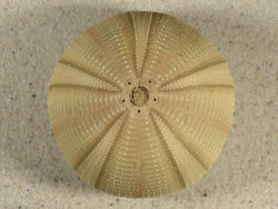 Salmacis bicolor PH 6,9cm *unique*