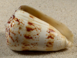 Conus caracteristicus PH 7cm *unique*