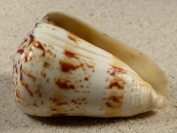 Conus caracteristicus PH 7cm *Unikat*