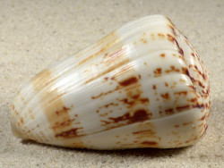 Conus caracteristicus PH 7cm *Unikat*