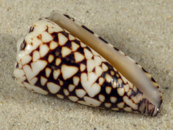 Conus vidua PH 4,7cm *Unikat*