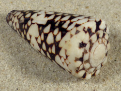 Conus vidua PH 4,7cm *unique*