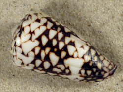 Conus vidua PH 4,7cm *unique*
